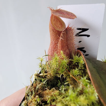 Nepenthes vieillardii BE