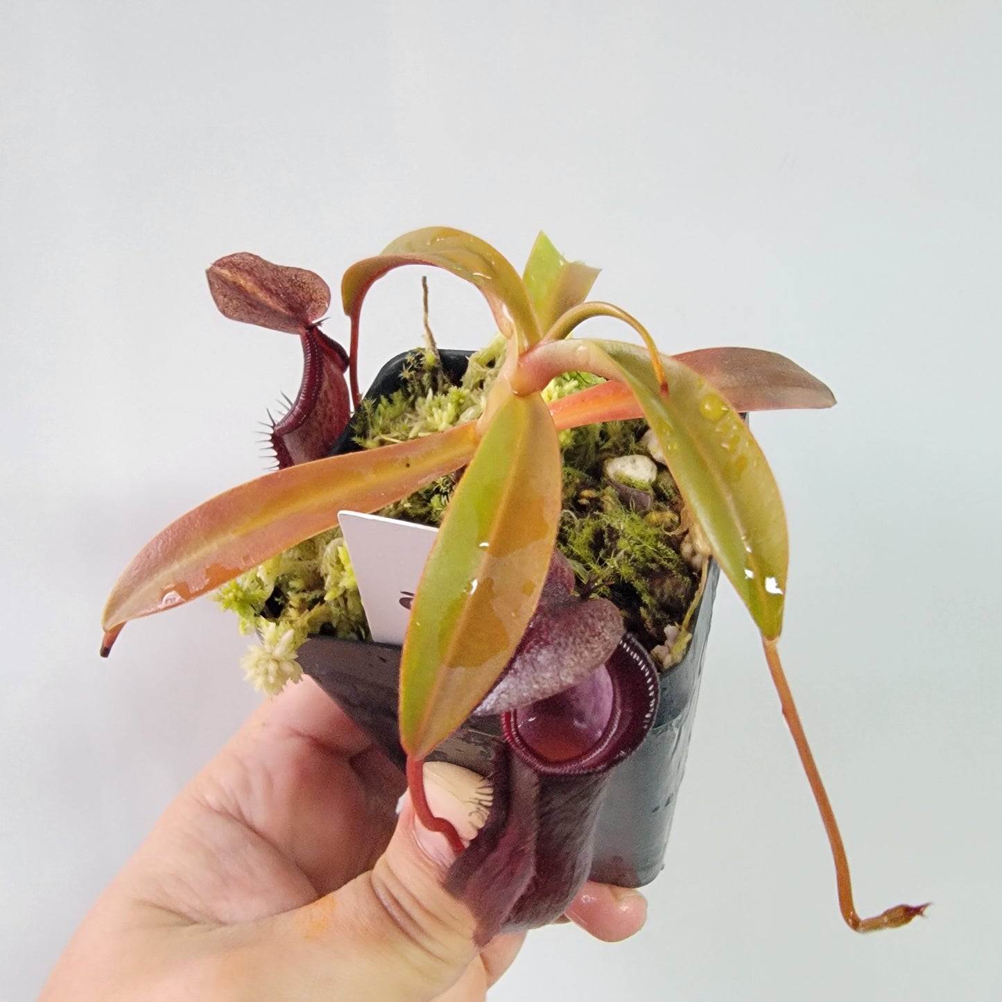 Nepenthes ramispina x singalana BE