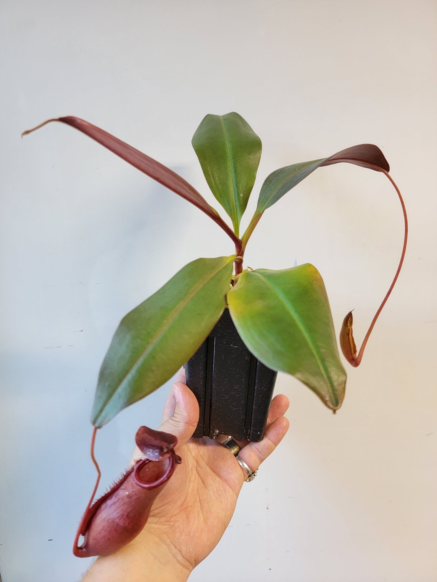 Nepenthes mira x peltata BE