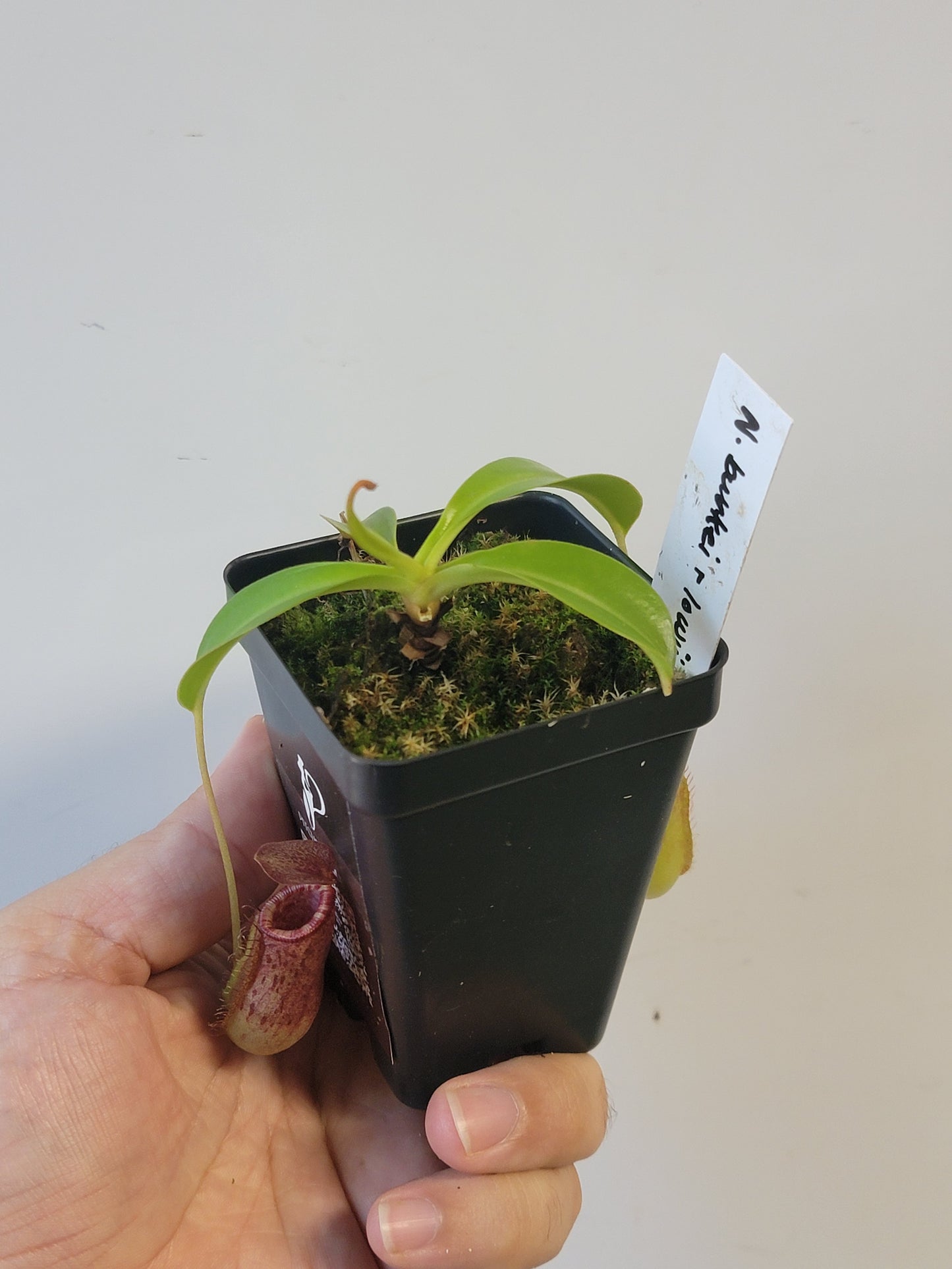 Nepenthes burkei x lowii BE