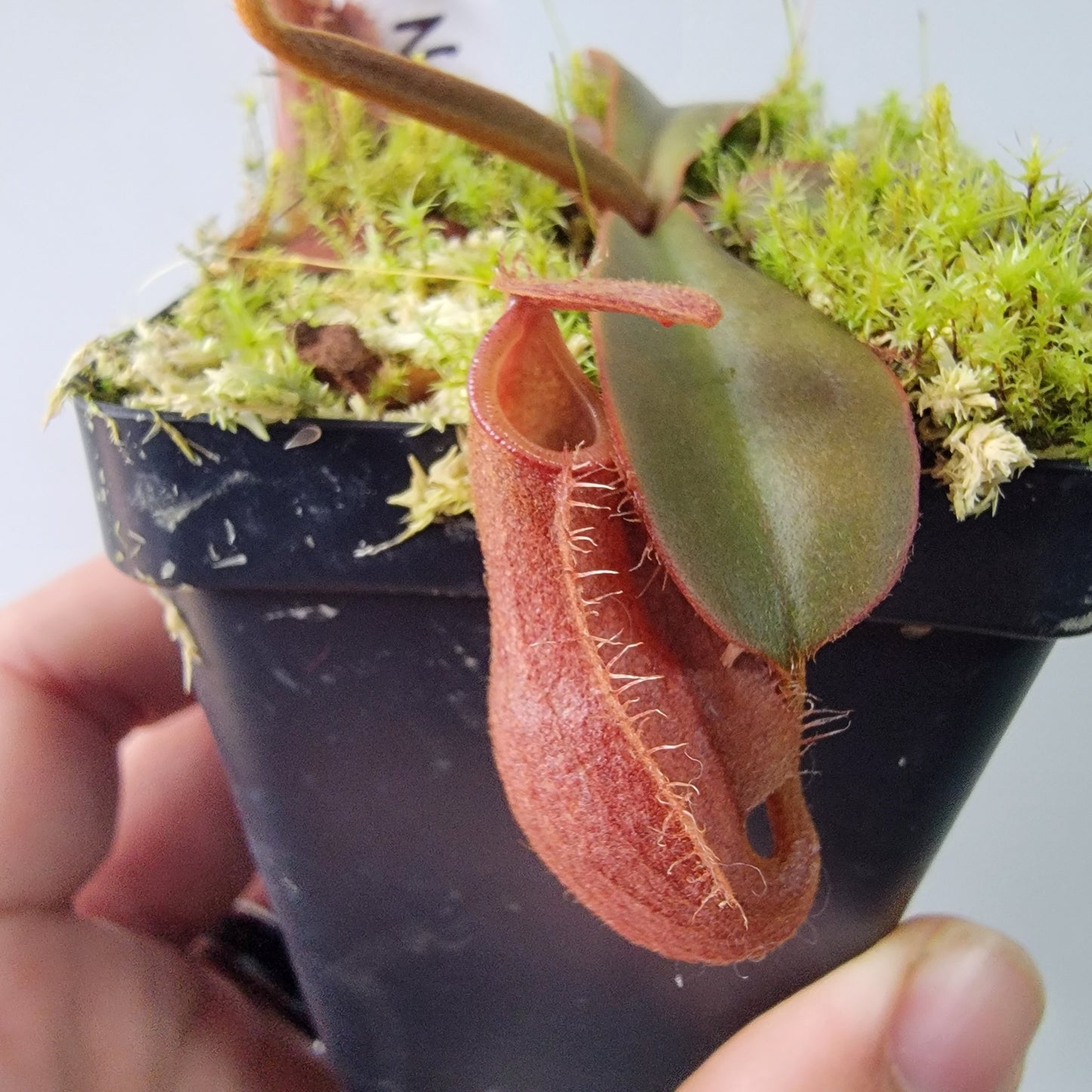 Nepenthes vieillardii BE