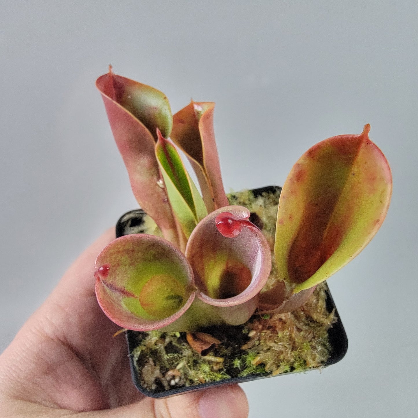 Heliamphora heterodoxa x minor