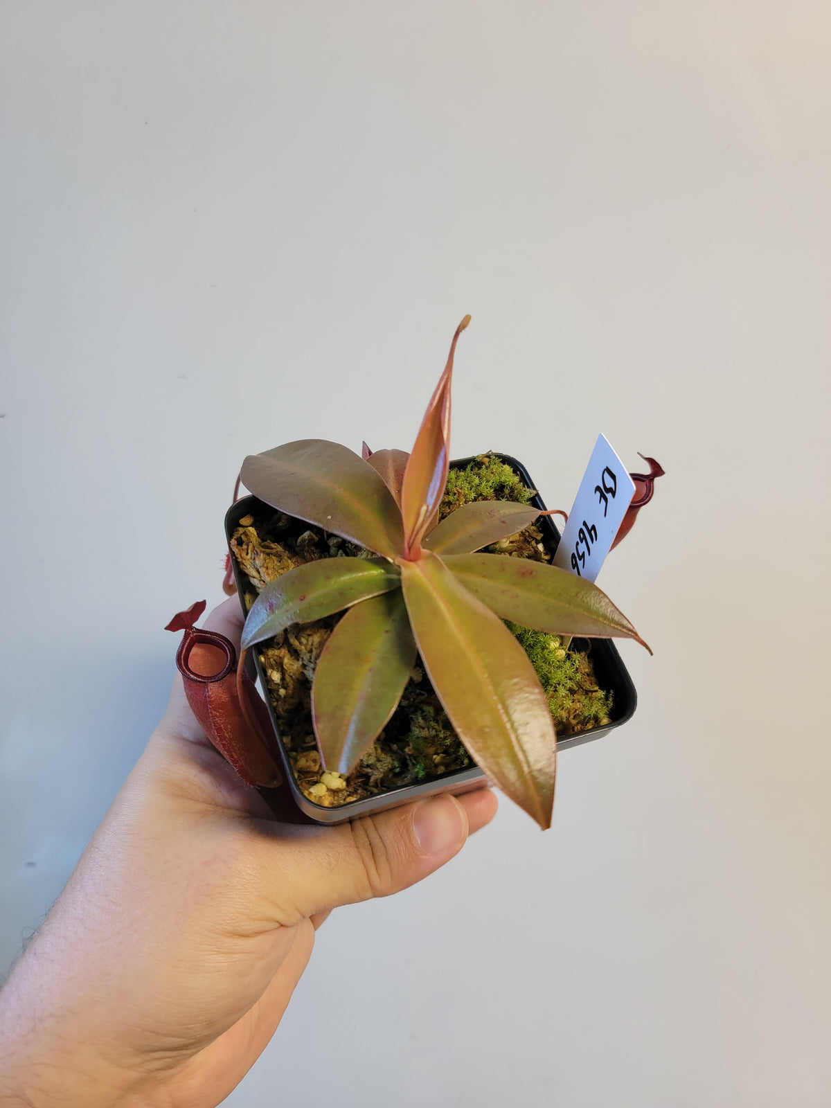 Nepenthes ampullaria x sibuyanensis BE