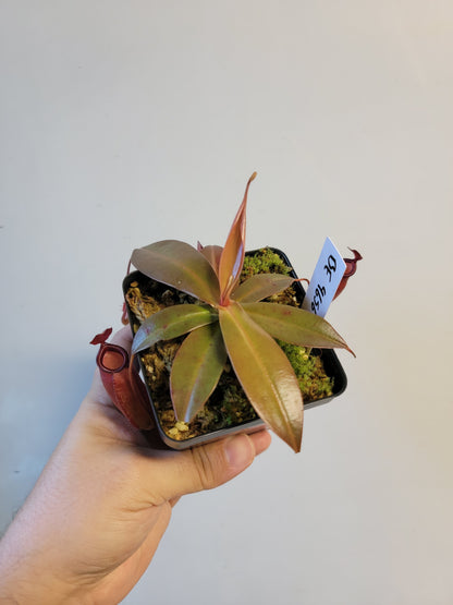 Nepenthes ampullaria x sibuyanensis BE