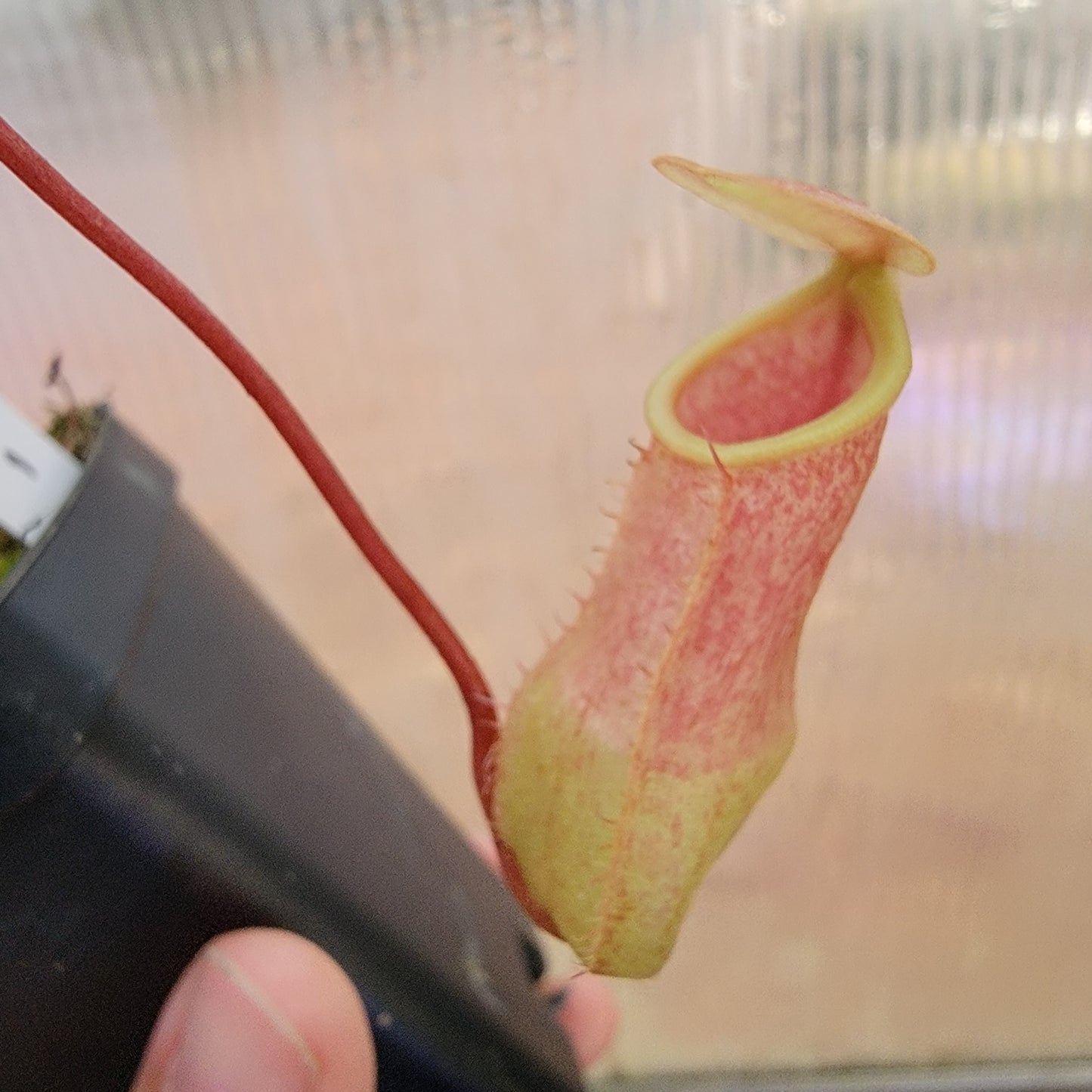 Nepenthes sibuyanensis x merriliana BE