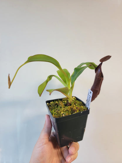 Nepenthes maxima x ramispina BE