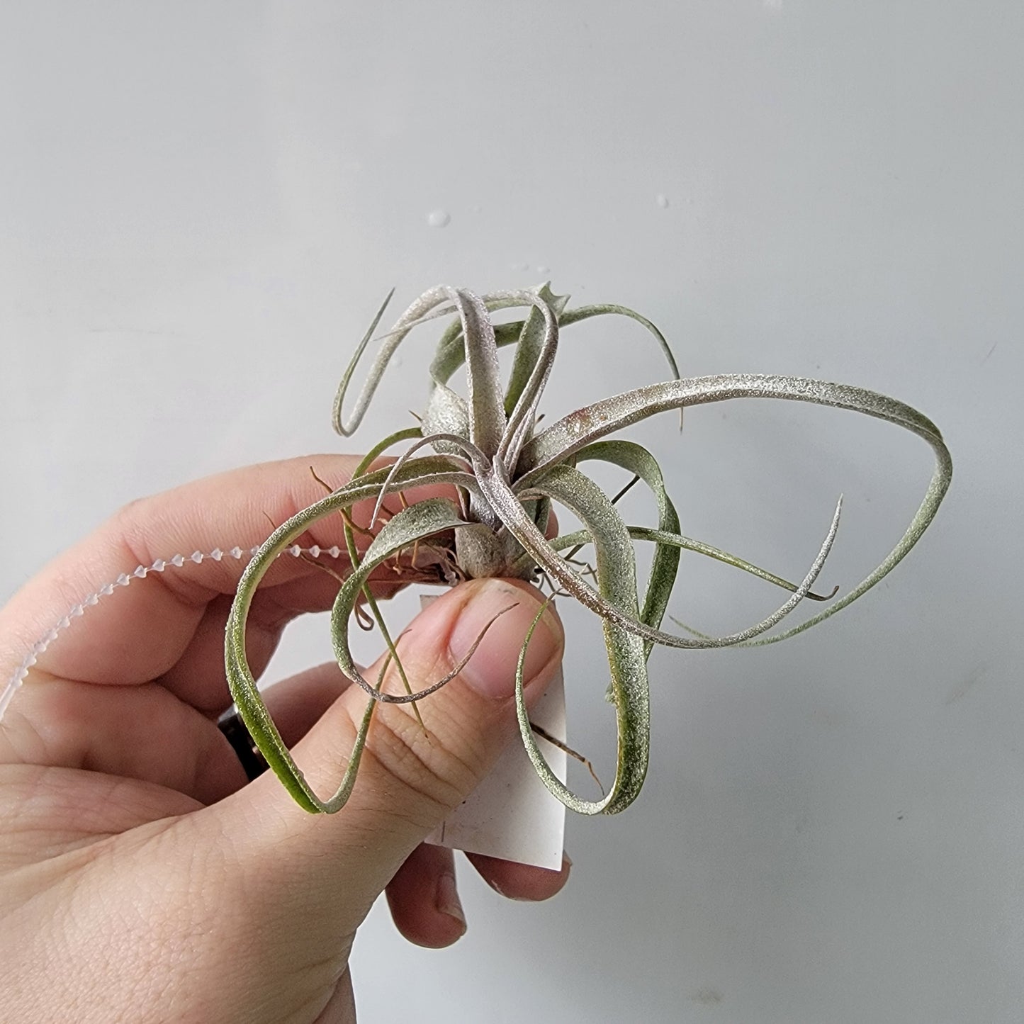 Tillandsia x Sidewinder