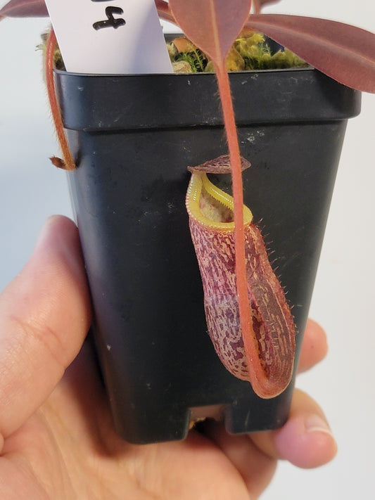 Nepenthes mollis x sibuyanensis BE