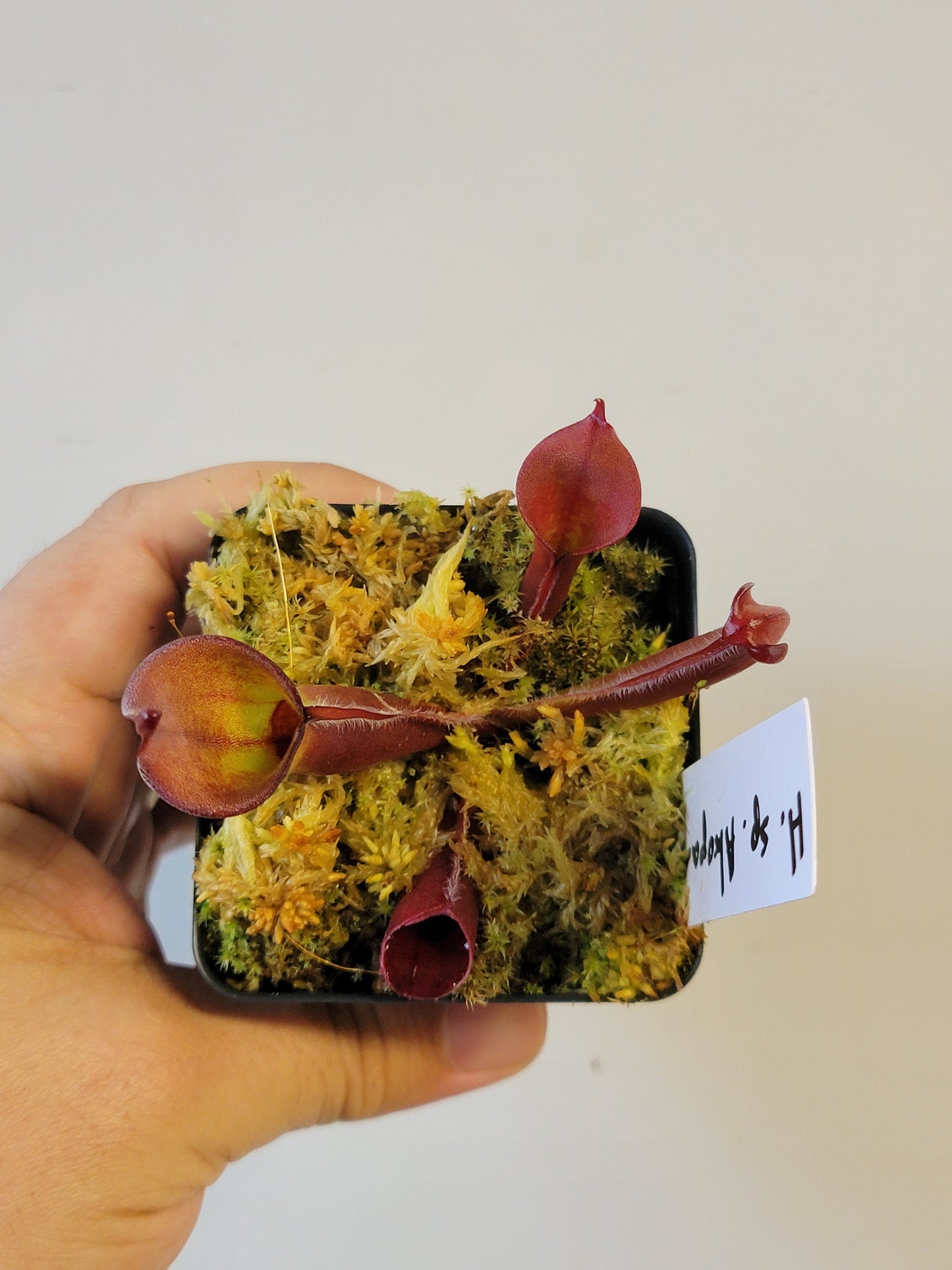 Heliamphora sp. Akopan BCP