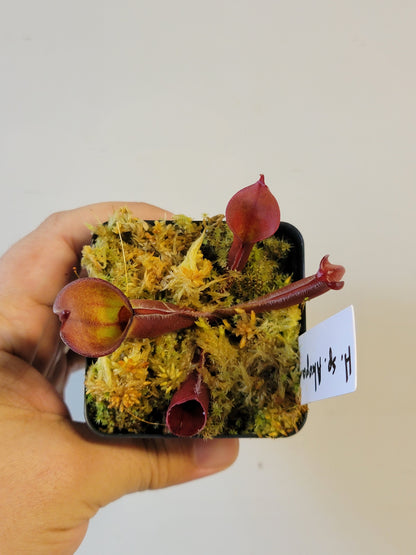 Heliamphora sp. Akopan BCP