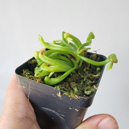 Darlingtonia californica
