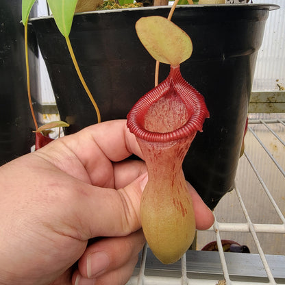 Nepenthes ventricosa 'HI clone'