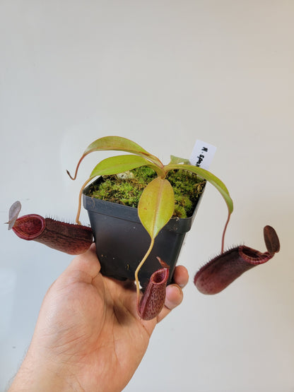 Nepenthes spectabilis x lowii BE
