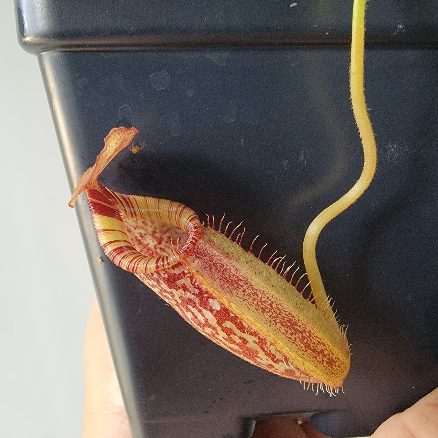 Nepenthes talangensis x spectabilis BE