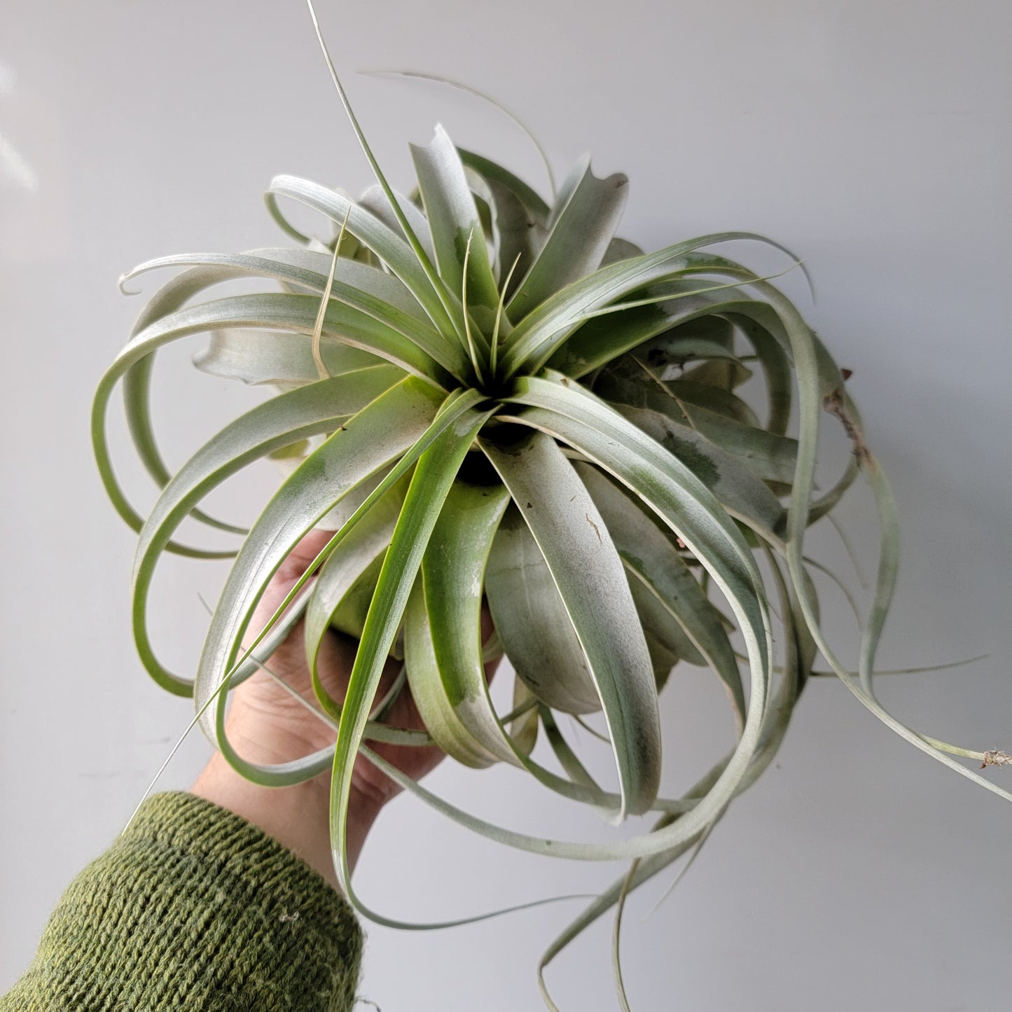 Tillandsia xerographica Large