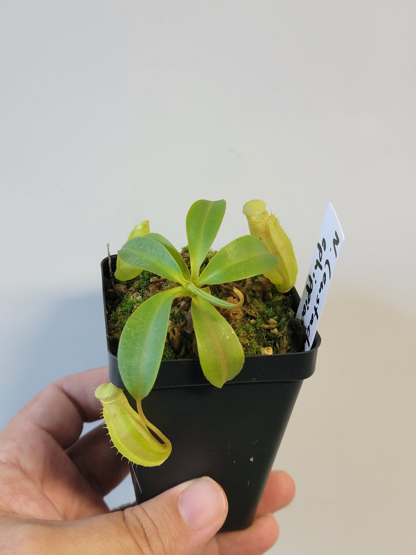 Nepenthes eustachya x ephippiata BE