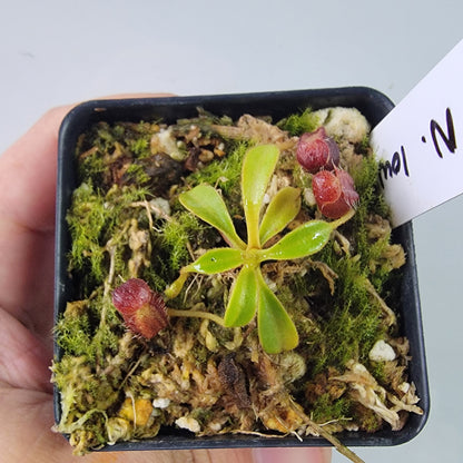 Nepenthes lowii BE *New Clone*