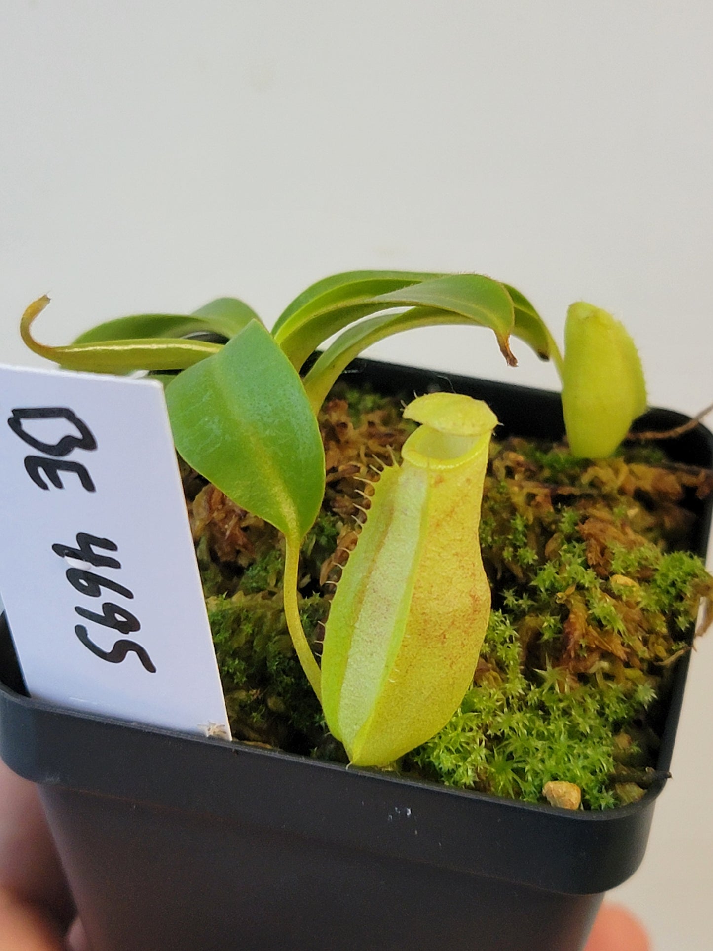 Nepenthes eustachya x ephippiata BE