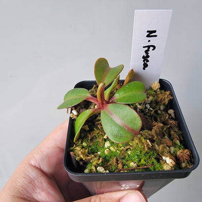 Nepenthes fusca BE