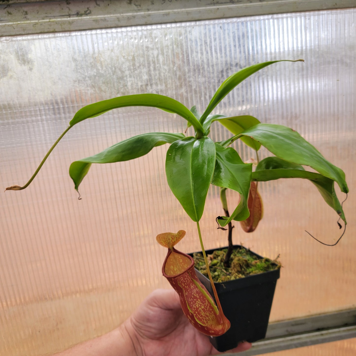 Nepenthes "St. Gaya"