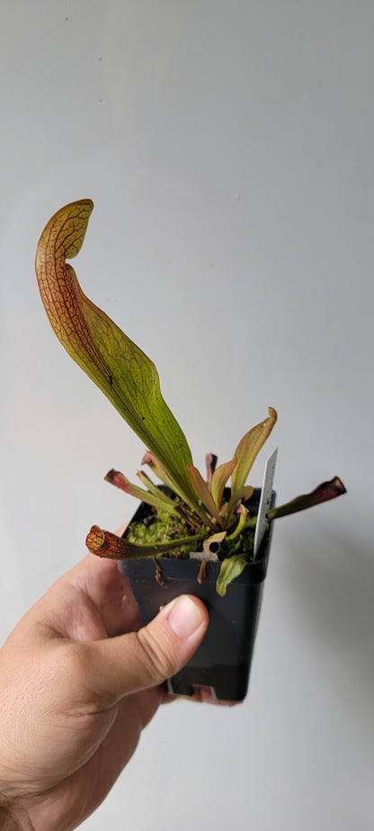 Sarracenia "Dixie Lace"