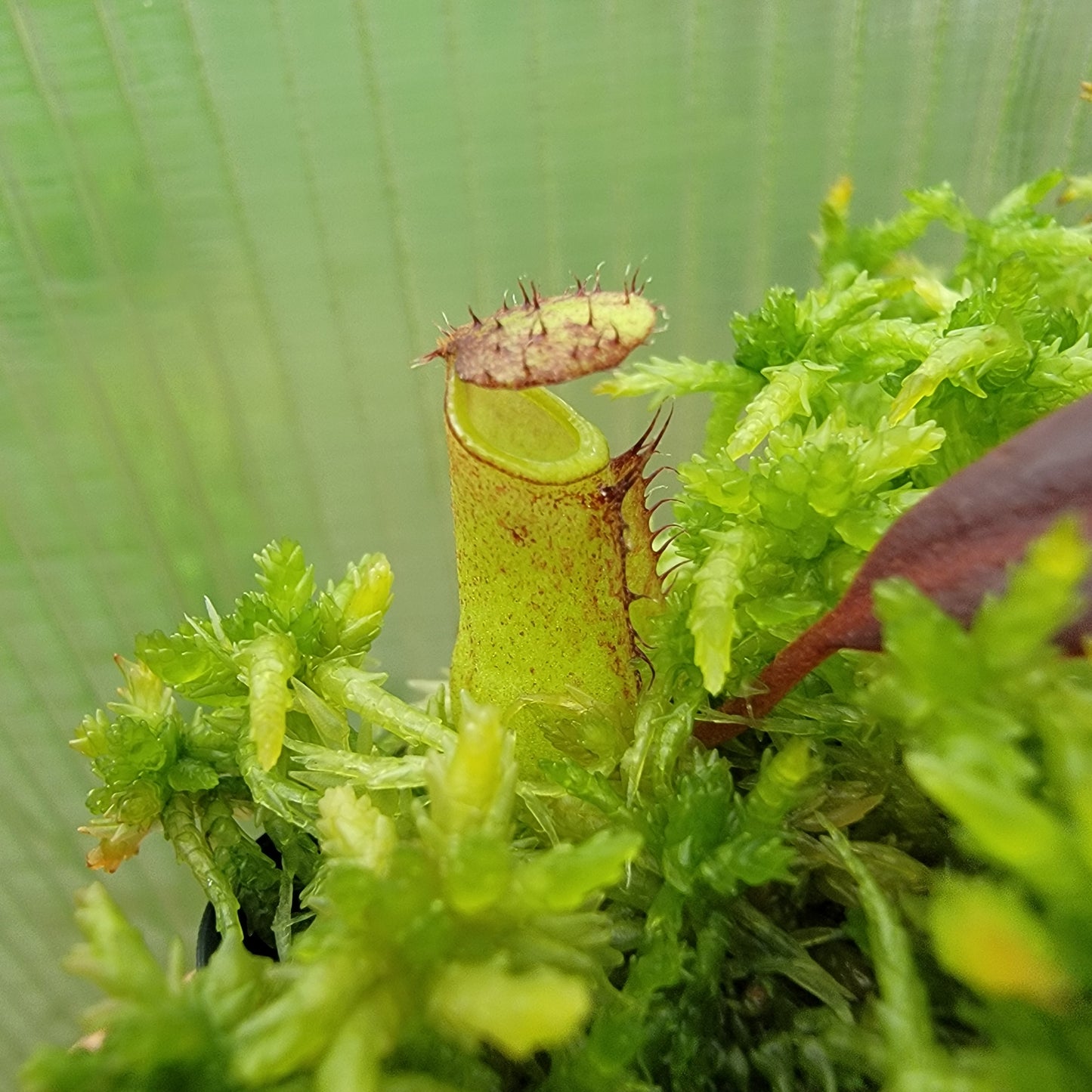 Nepenthes ceciliae BCP