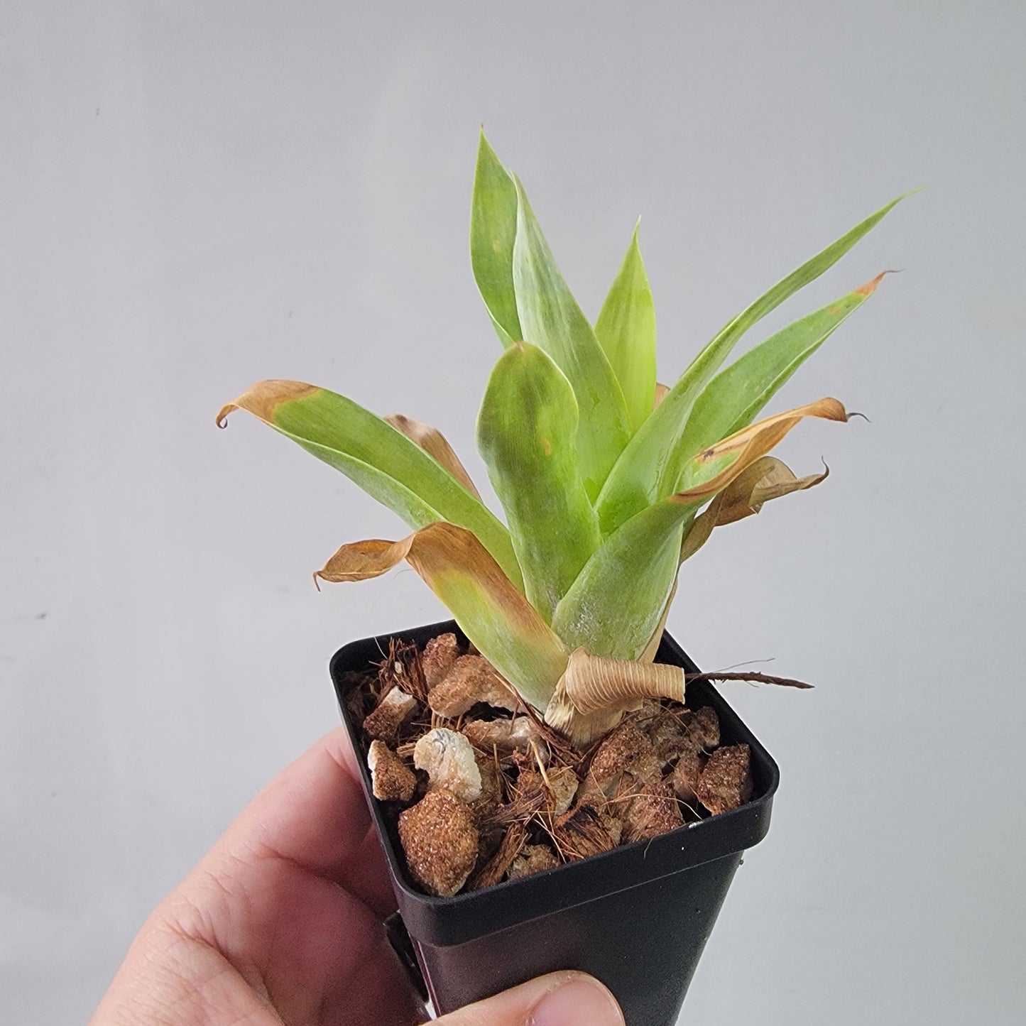 Catopsis berteroniana