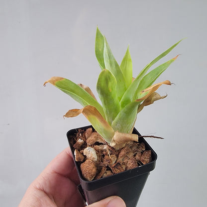 Catopsis berteroniana