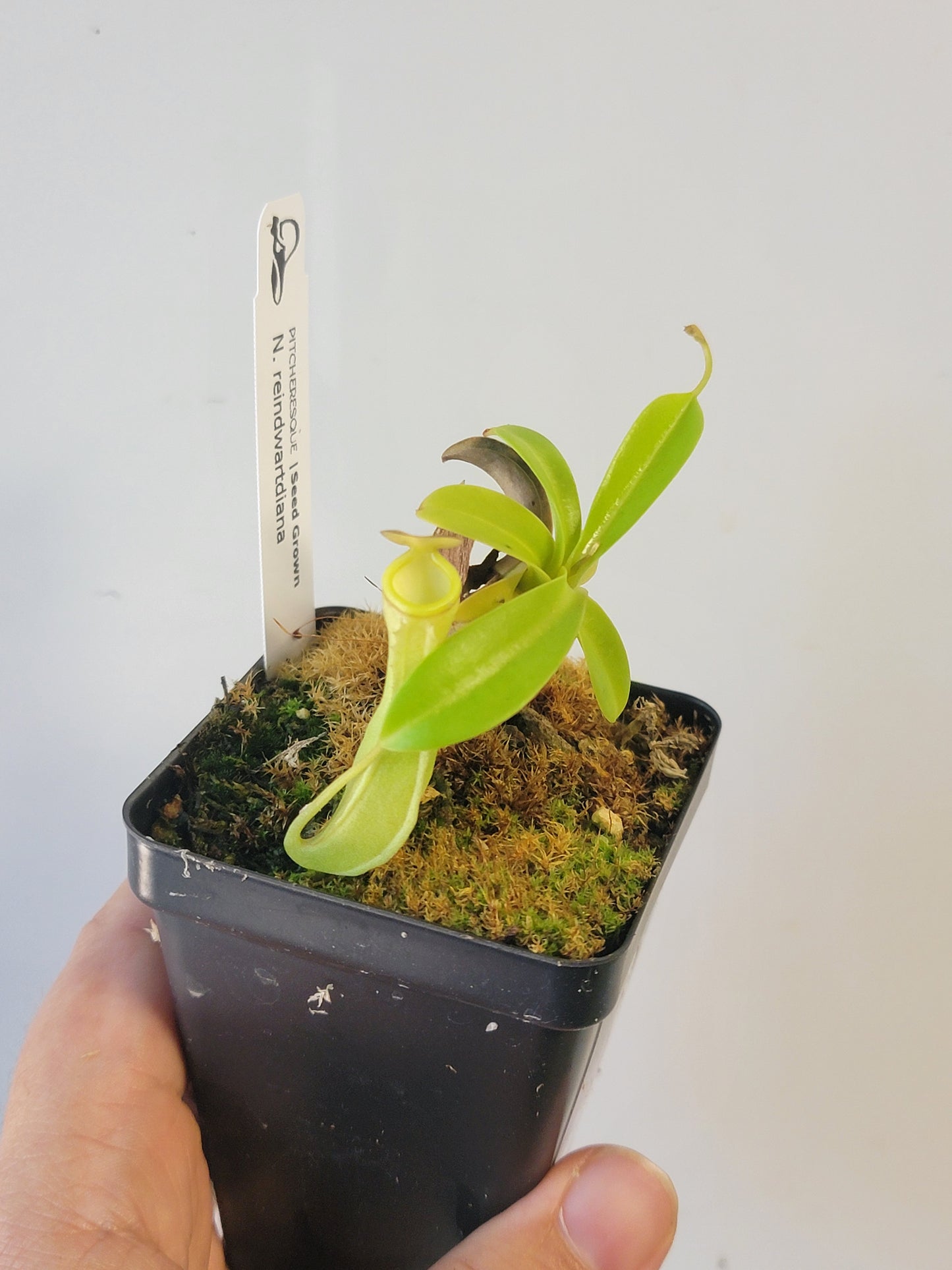 Nepenthes reinwardtiana SG