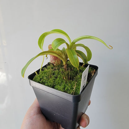 Nepenthes burkei BE *Medium*