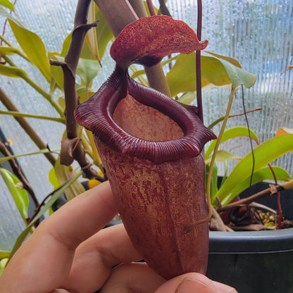 Nepenthes ventricosa x sibuyanensis x flava EP