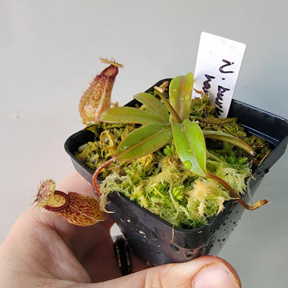 Nepenthes burkei x hamata BE