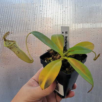 Nepenthes burbidgeae x campanulata BE