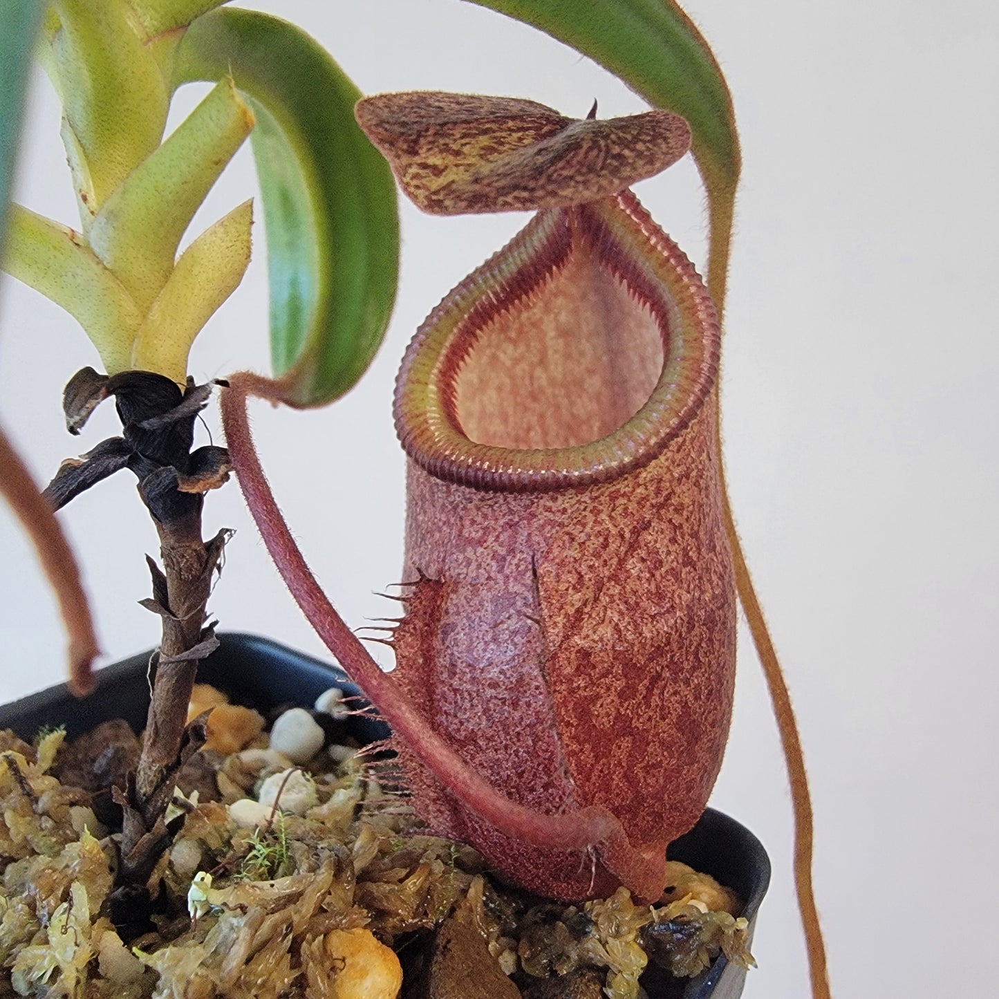 Nepenthes gantungensis BCP
