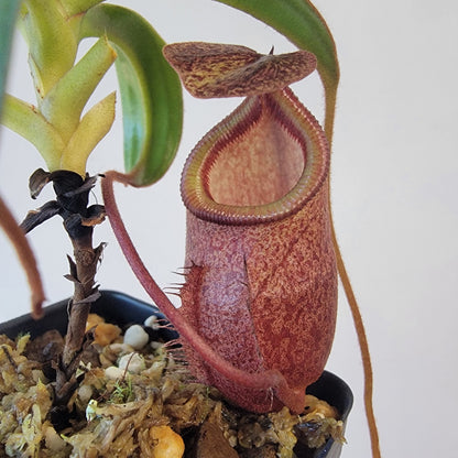 Nepenthes gantungensis BCP