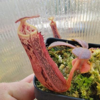 Nepenthes veitchii x platychila BE