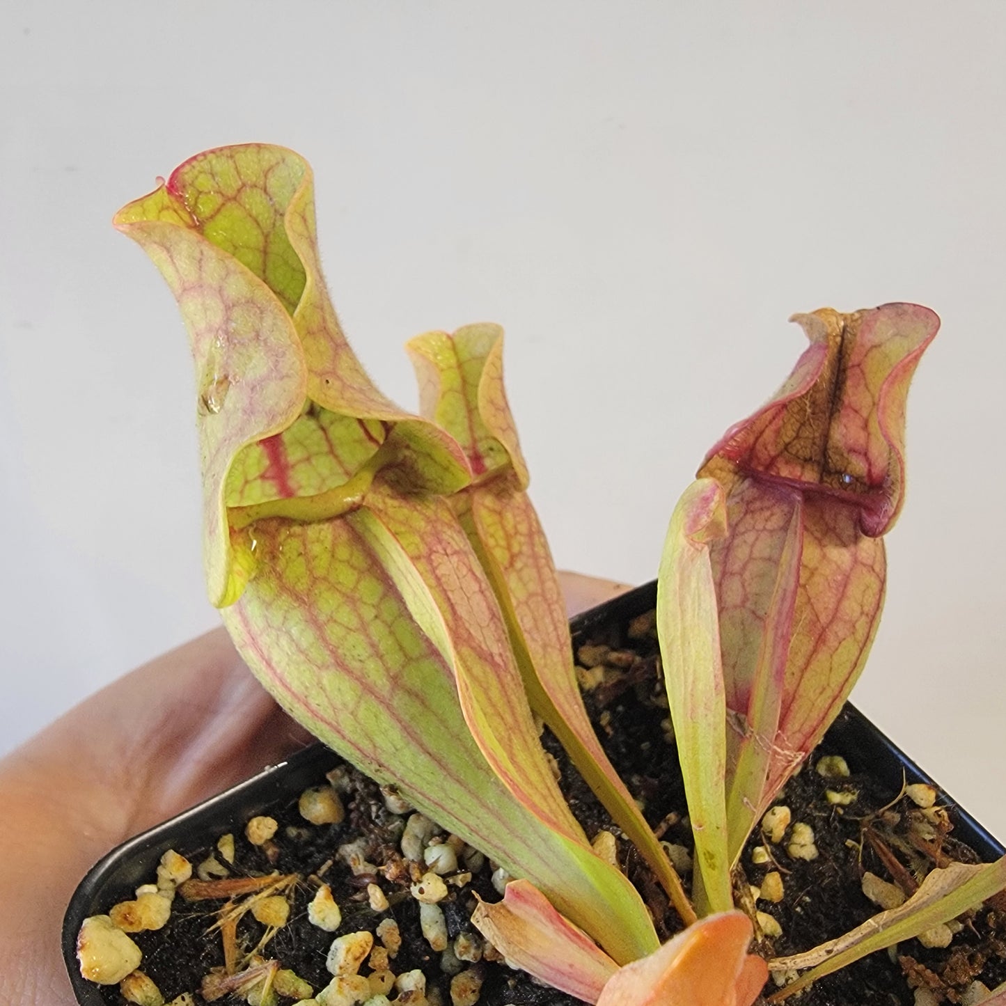 Sarracenia purpurea ssp. venosa 4"