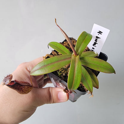 Nepenthes burkei x hamata BE