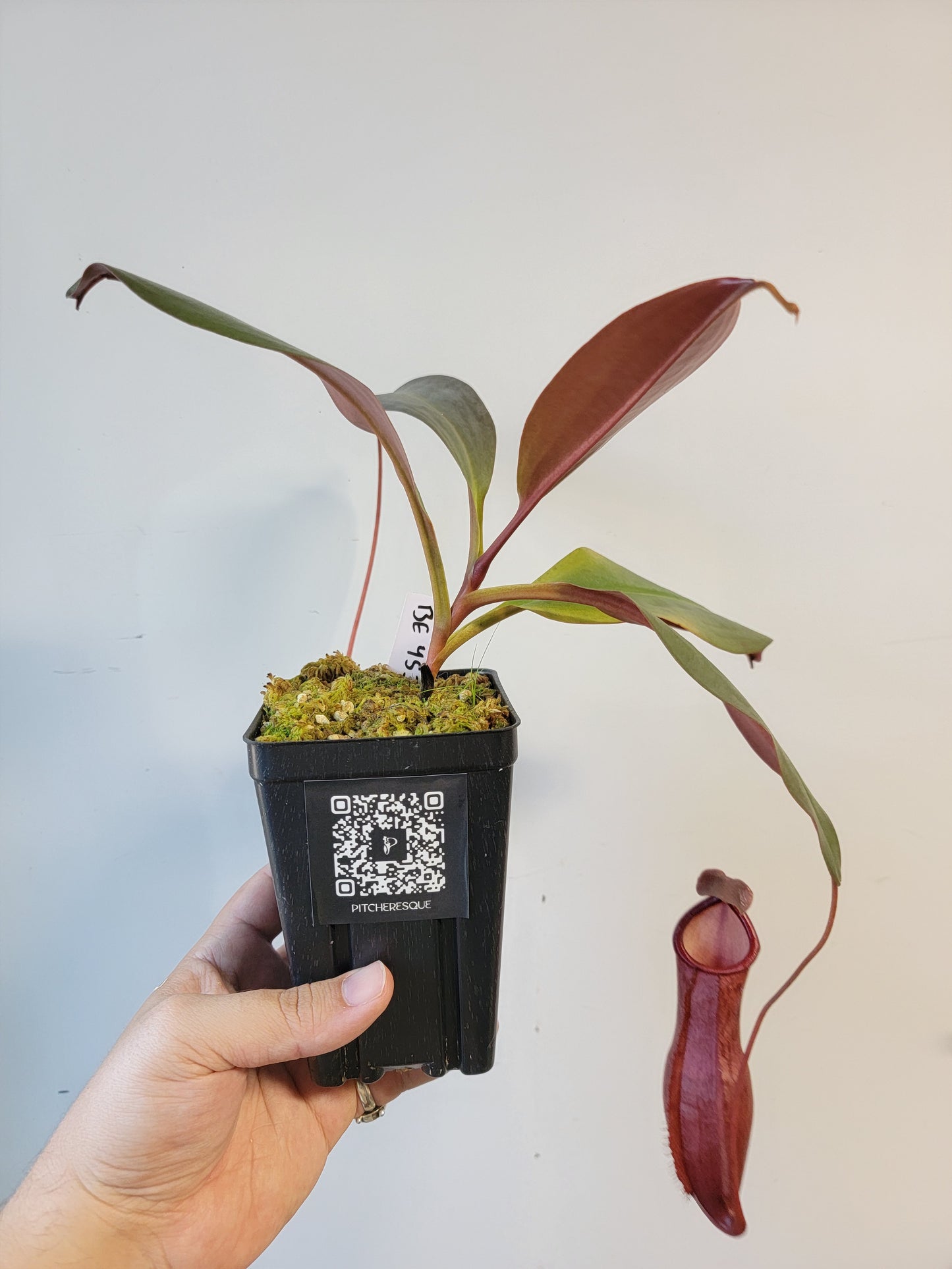 Nepenthes mira x peltata BE