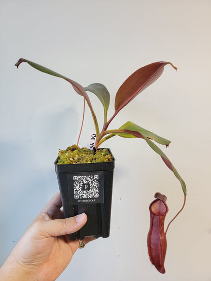Nepenthes mira x peltata BE