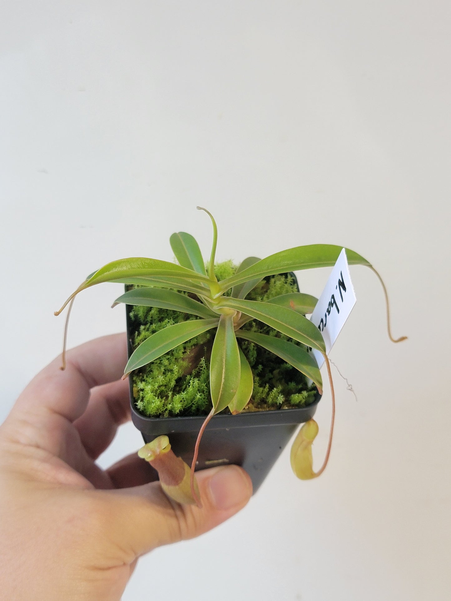 Nepenthes barcelonae BE