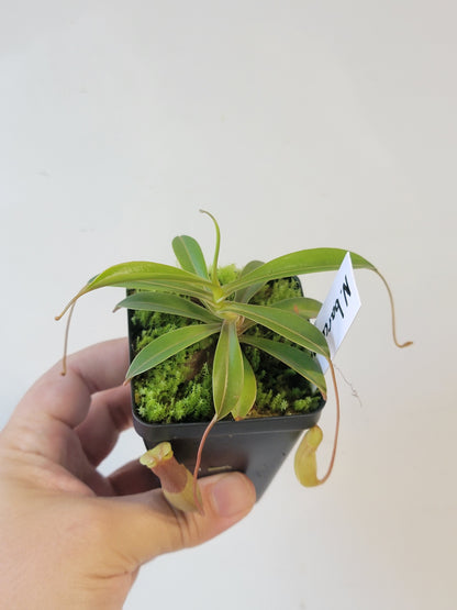 Nepenthes barcelonae BE