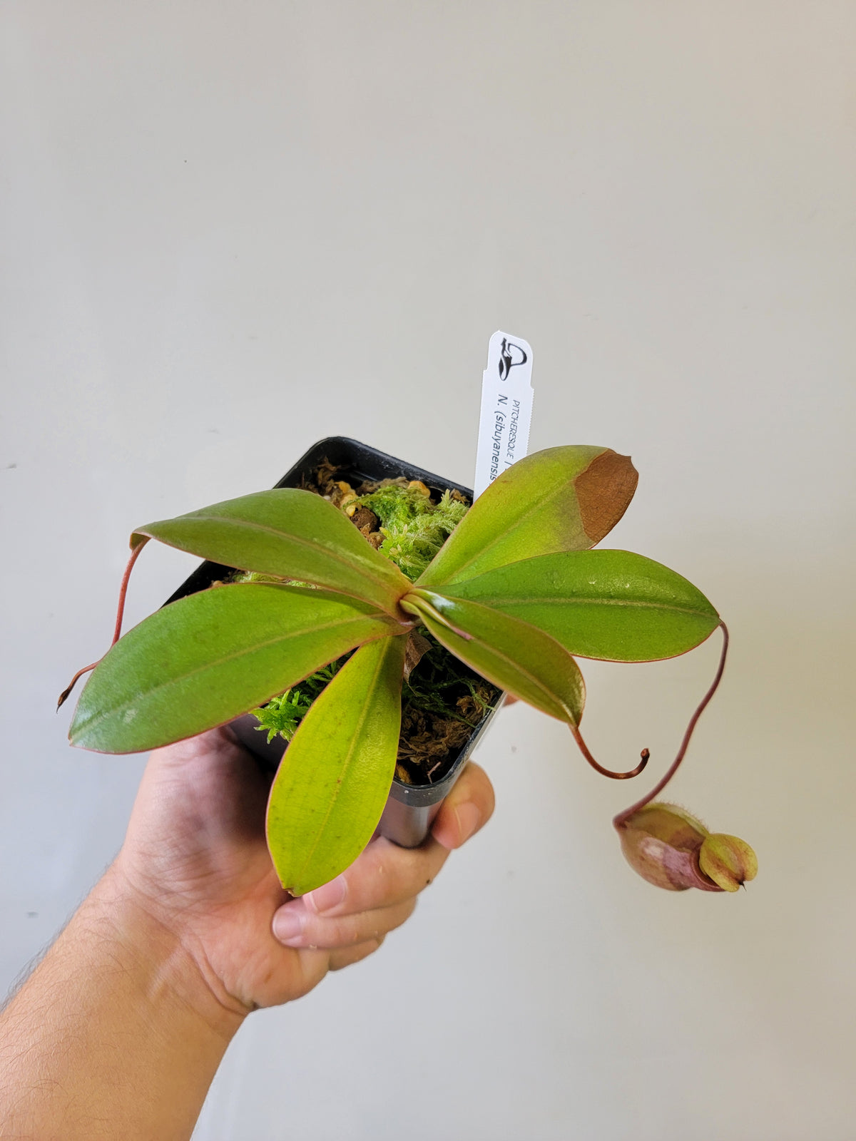 Nepenthes sibuyanensis x merriliana BE