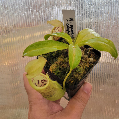 Nepenthes spathulata x campanulata BE