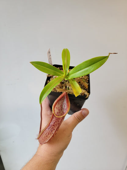 Nepenthes singalana x hamata BE