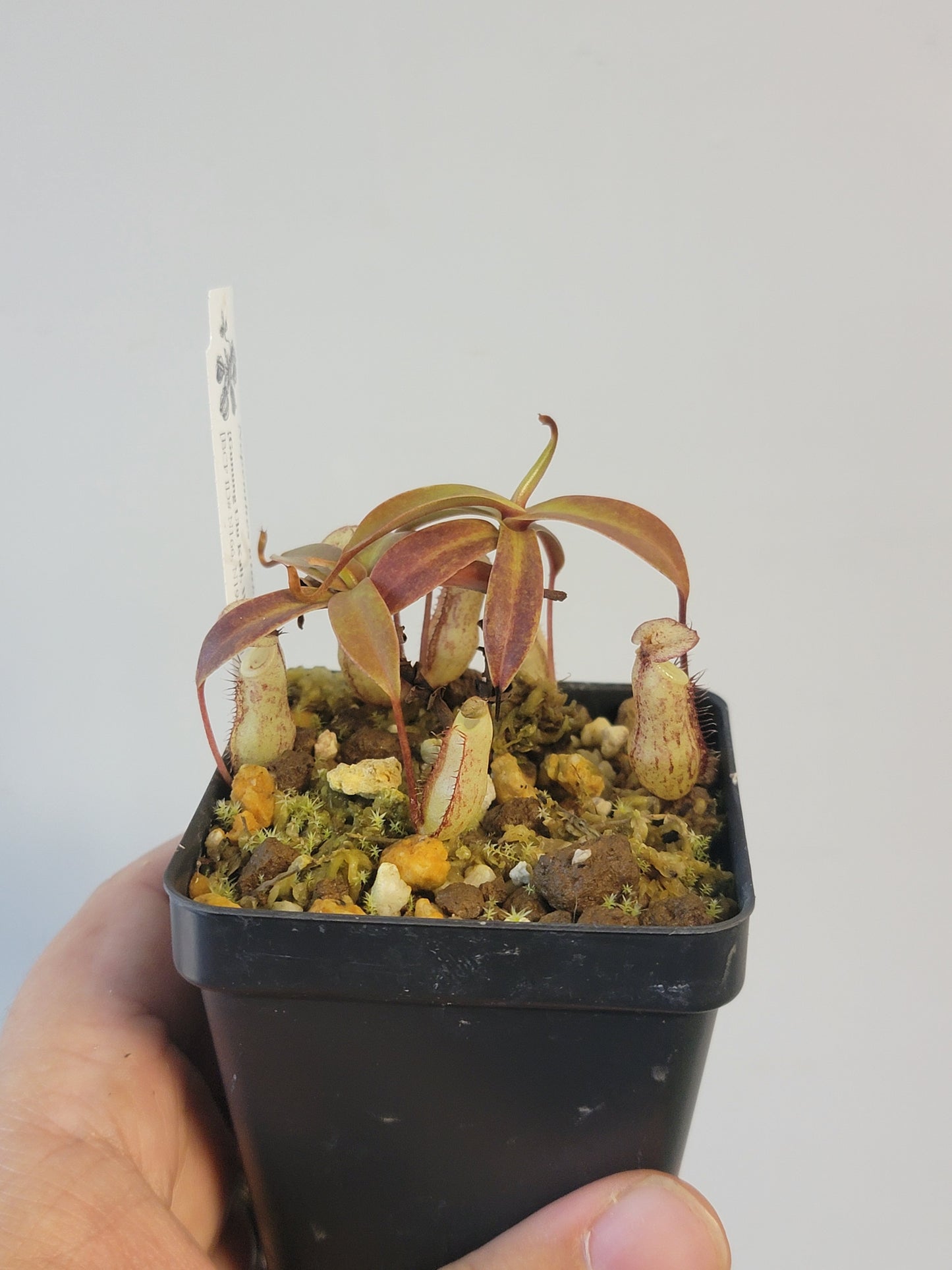 Nepenthes ulukaliana BCP