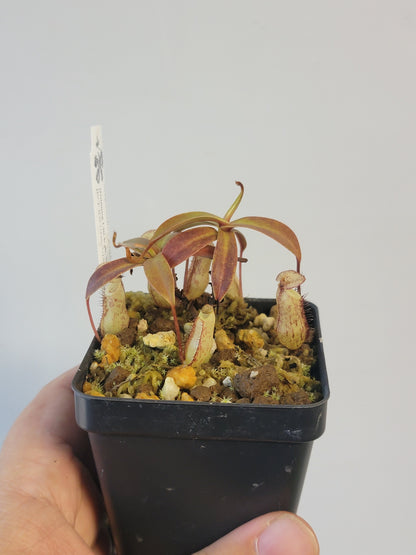 Nepenthes ulukaliana BCP