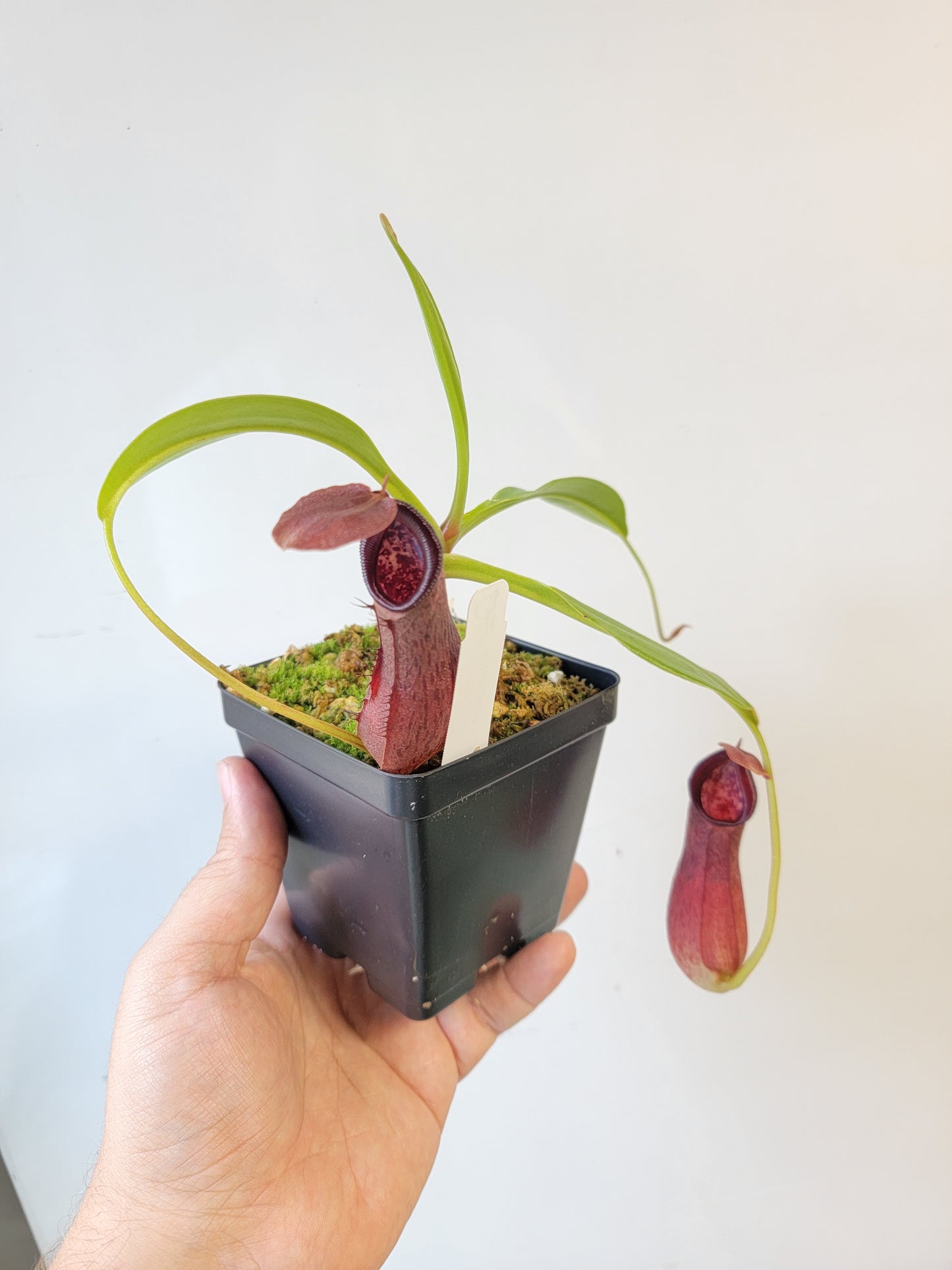 Nepenthes singalana x ventricosa x robcantleyi BE
