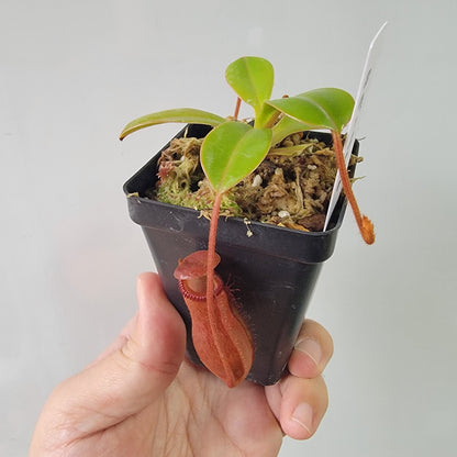 Nepenthes villosa x ventricosa BE