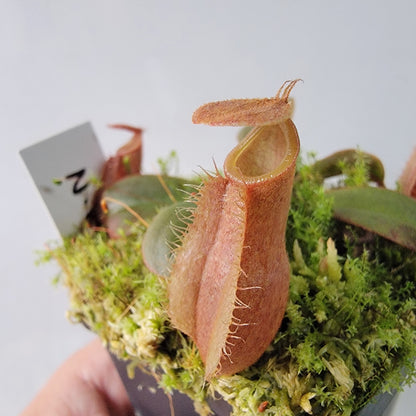 Nepenthes vieillardii BE